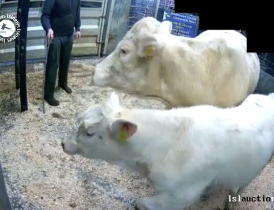 Good outfit at Inishowen Mart. In-calf cow with calf in Lot 1200 sold for €2,620