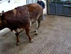 Popular lot at GVM Group Carrigallen Mart. Great lot46, sold for €2140