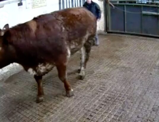 Popular lot at GVM Group Carrigallen Mart. Great lot46, sold for €2140