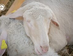 LSL Select Price Report – Sheep Mart 23/06/2022