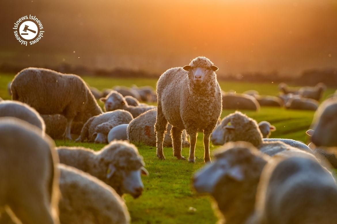 LSL Select Price Report – Sheep Mart 17/12/2022