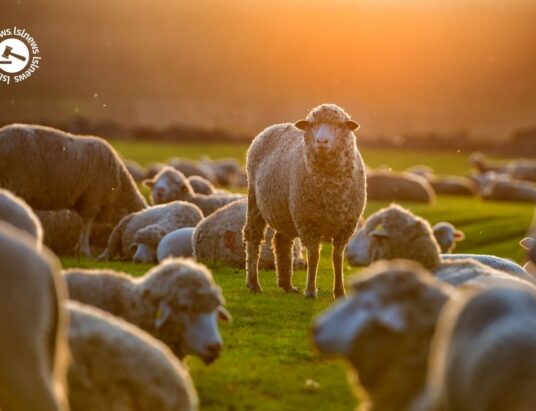 LSL Select Price Report – Sheep Mart 20/06/2022