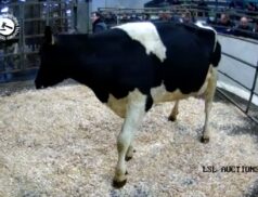 Popular Friesian Cow at Carnaross Mart – Lot 43 sold online for €2280 via LSL Auctions