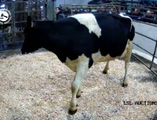 Popular Friesian Cow at Carnaross Mart – Lot 43 sold online for €2280 via LSL Auctions