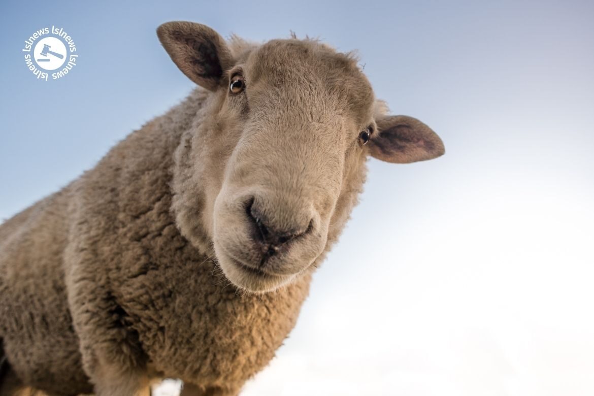 LSL Select Price Report – Sheep Mart 22/06/2022