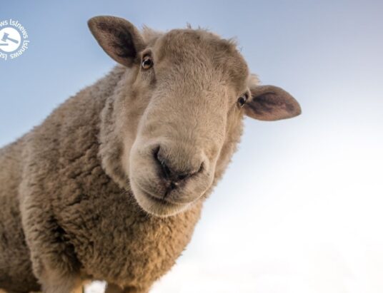 LSL Select Price Report – Sheep Mart 30/11/2022