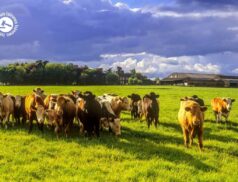 LSL Select Price Report – Cattle Mart 14/07/2022