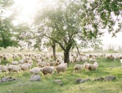 LSL Select Price Report – Sheep Mart 25/02/2022