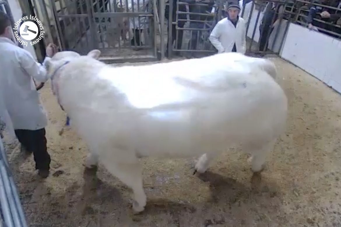 Great sales at GVM Tullamore Mart during Pedigree Charolais Bull Sale this Saturday. Have a look at Lot 65, sold for €8,000 via LSL Auctions