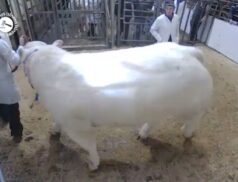 Great sales at GVM Tullamore Mart during Pedigree Charolais Bull Sale this Saturday. Have a look at Lot 65, sold for €8,000 via LSL Auctions