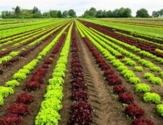 Agri-food