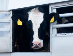 Animal transport