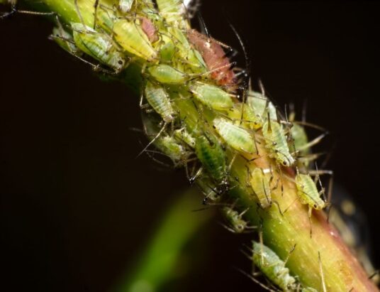 aphid monitoring