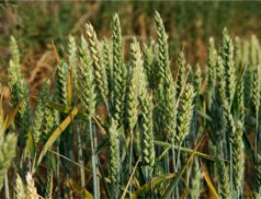 Barley