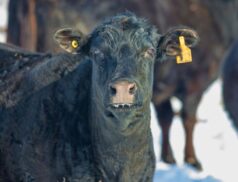 Beef cattle