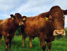 LSL Select Price Report – Cattle Mart 30/11/2022