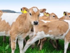 Calves