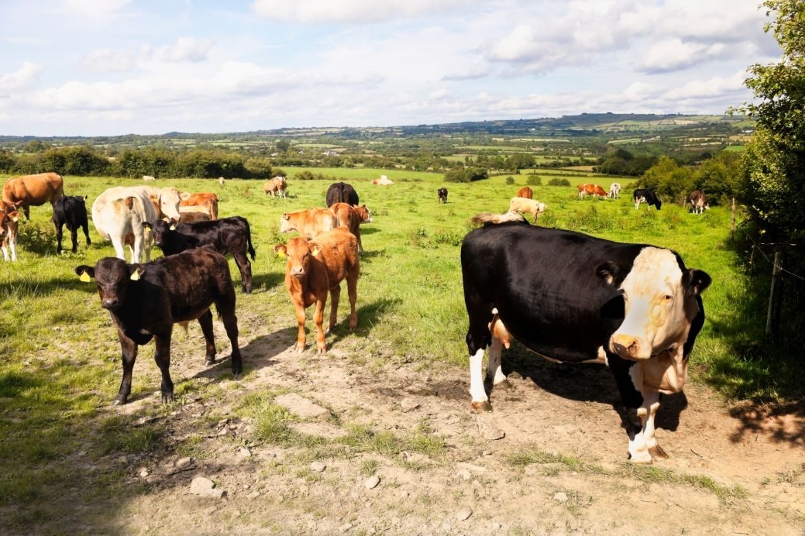 Cattle Ireland