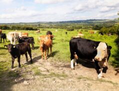 Cattle Ireland