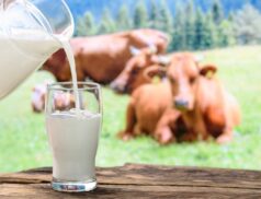 Cows milk creamery