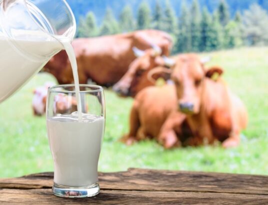 Cows milk creamery