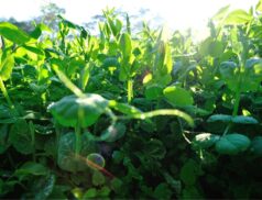 Crops Cost Returns