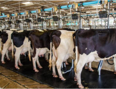 Dairy cows