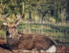 Deer
