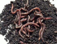 Earthworms