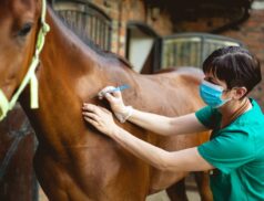 Farm vet
