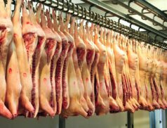 Carcasses