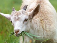 Goat census