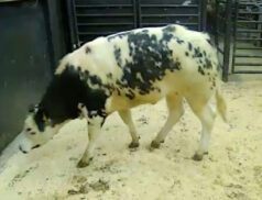 Gort Mart cattle sale Lot 55