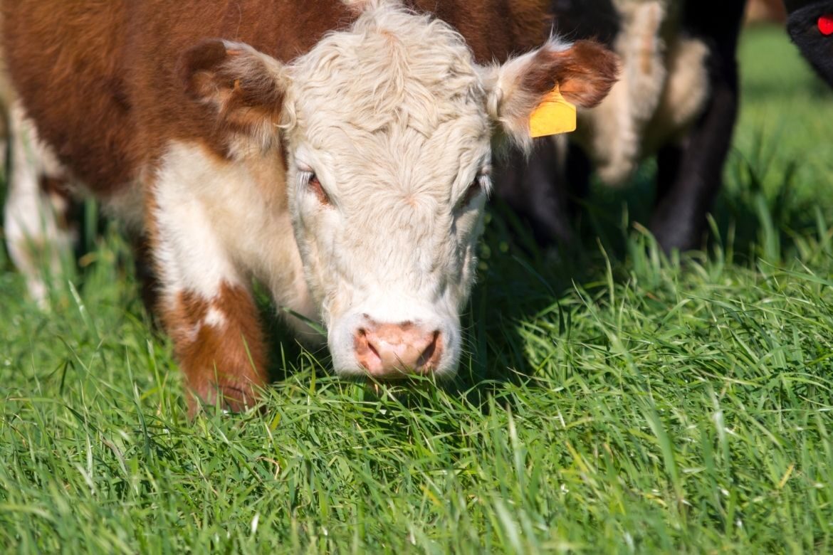 Hereford cattle