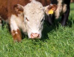Hereford cattle