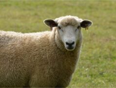 Hogget