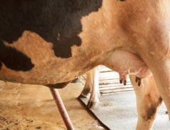 Irish milk output levels