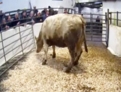 Limousin at Carnaross Mart, Lot 370
