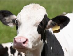 Listowel Livestock Mart