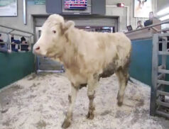 Lot 437
