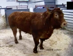 Lot 521