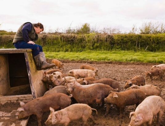 Pig farmers