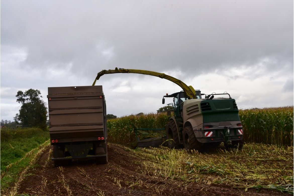 Recommended maize varieties