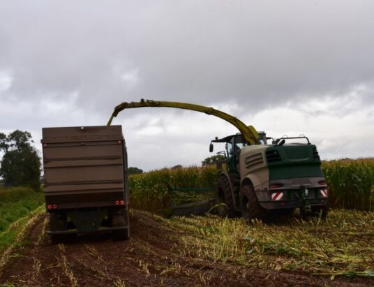 Recommended maize varieties