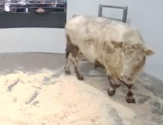 Cracking sales at Roscommon’s Cattle Sale yesterday. Lot 30, sold for €2450.00 via LSL Auctions