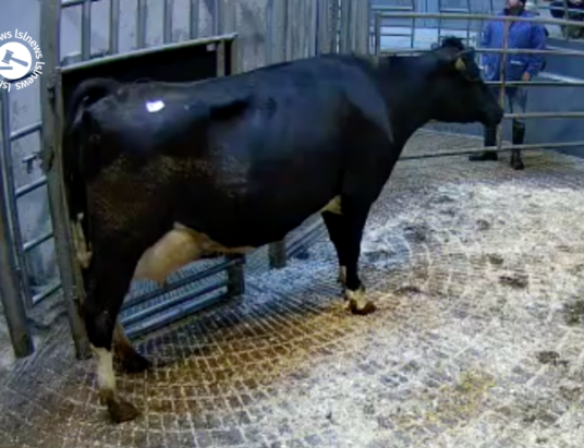 Highest selling price at Corrin Cork Co-Op Marts, Friesian Heifer – Lot 41 sold for €2520