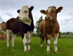 LSL Select Price Report – Sheep Mart 29/11/2022
