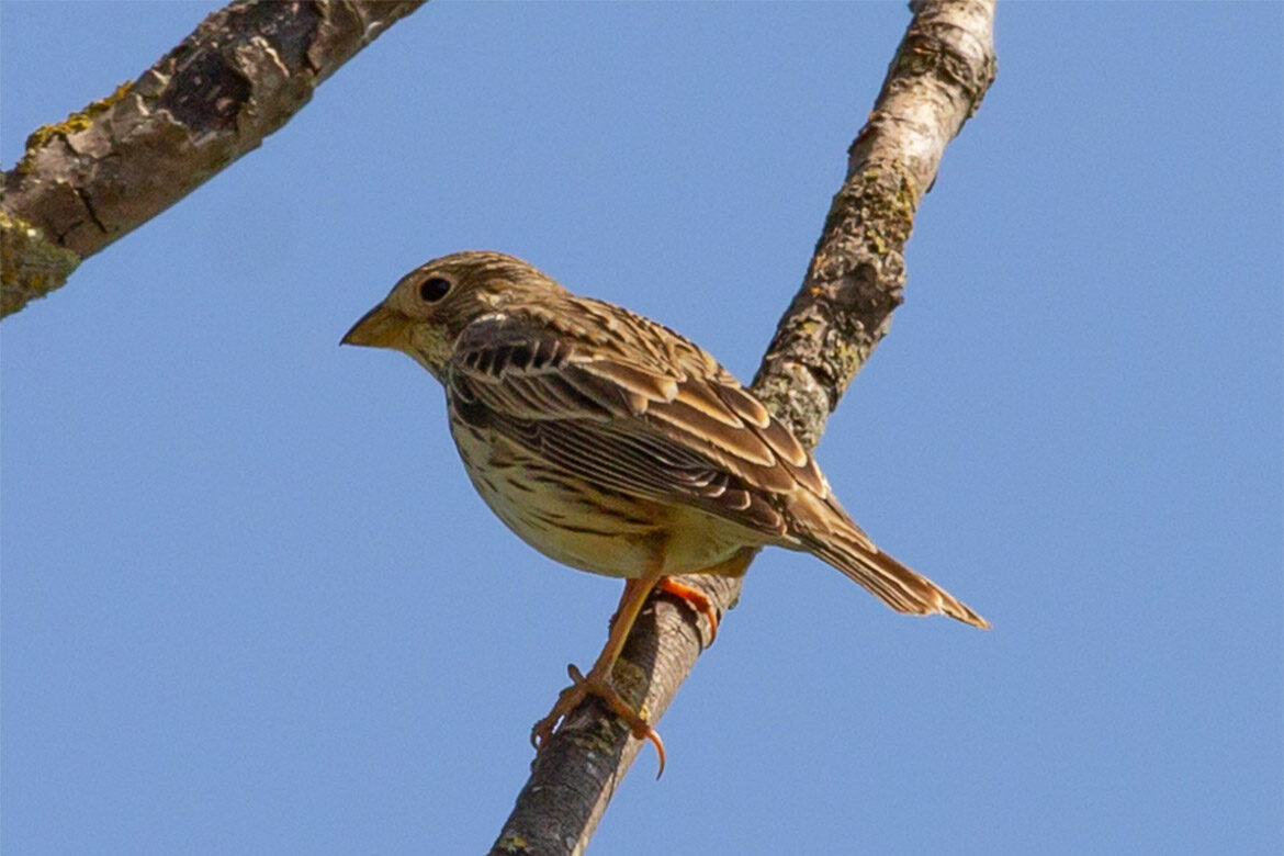 corn bunting