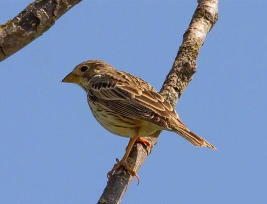 corn bunting