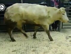 Must see BB Weanling at Gort Mart. Lot 531 sold for €3,200 at 585KG via LSL Auctions